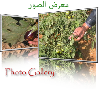 معرض الصور